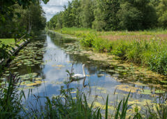 sloot met lelieblad en zwaan erin omringd door bomen