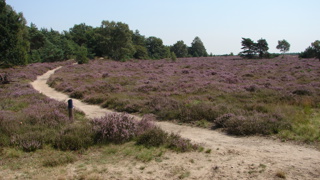 landschap met paarse planten en zandpaden erdoor met bomen en struiken op achtergrond