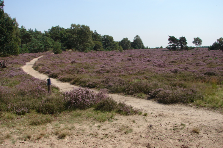 Provincie start gebiedsgericht proces in en rondom Natura 2000-gebied de Borkeld