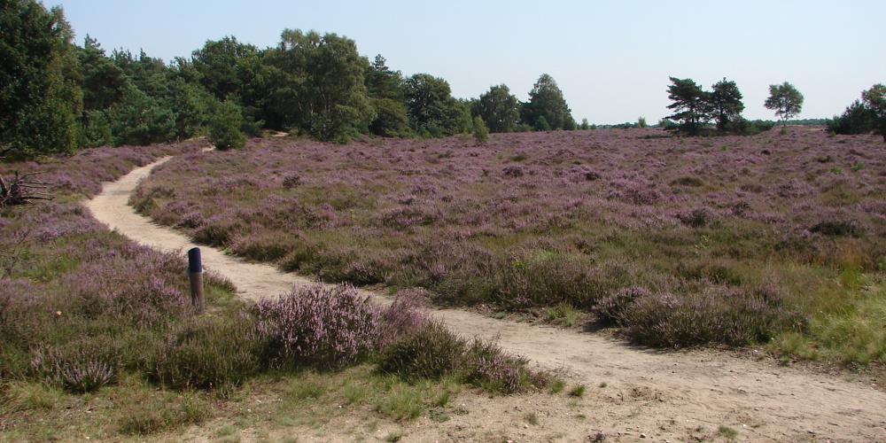 landschap met paarse planten en zandpaden erdoor met bomen en struiken op achtergrond