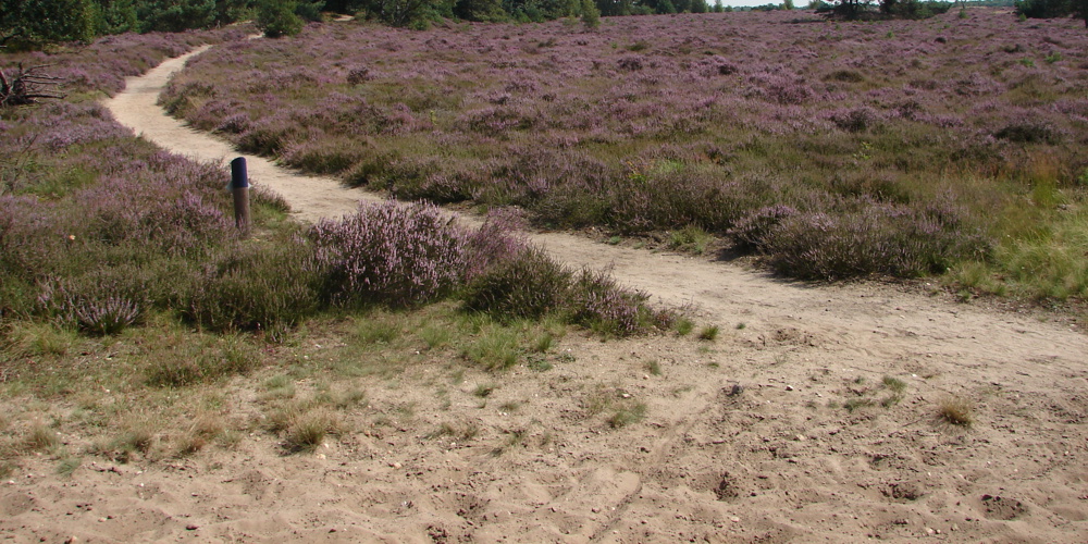 landschap met paarse planten en zandpaden erdoor met bomen en struiken op achtergrond
