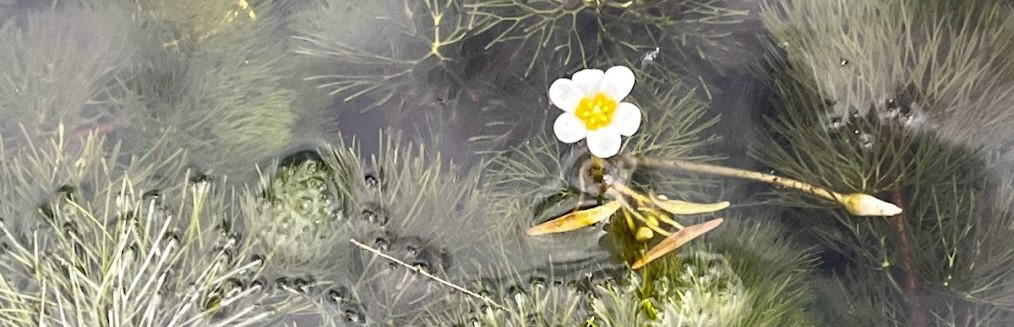 Bloeiend waterwaaier in het water