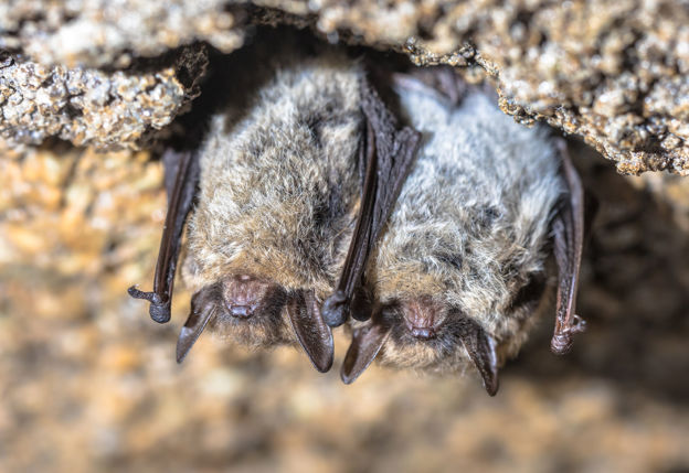 vleermuizen die ondersteboven hangen