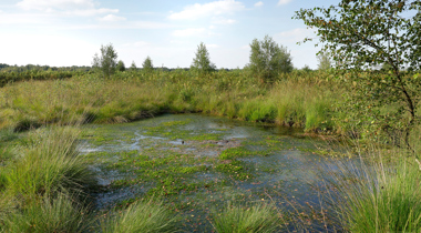 Weiland met water erin