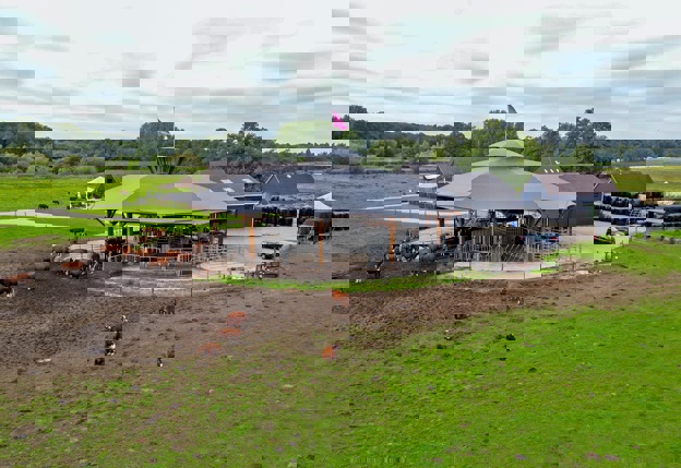 Het roundhouse met koeien er omheen in het landschap.