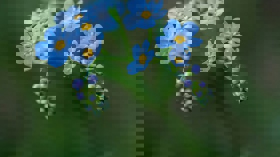 Vergeet-me-nietjes bloemen, Photo by  Michal Stillwater (unsplash)