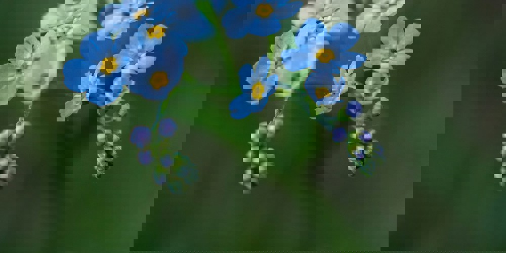 Vergeet-me-nietjes bloemen, Photo by  Michal Stillwater (unsplash)