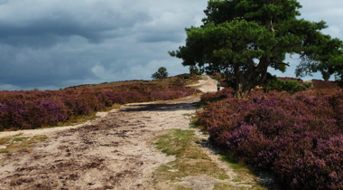 breed zandpad omringd door planten met paarse bloemen en bomen