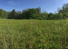 graslandschap met bomen op achtergrond