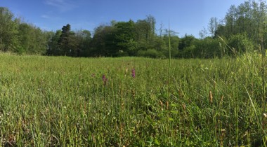 graslandschap met bomen op achtergrond