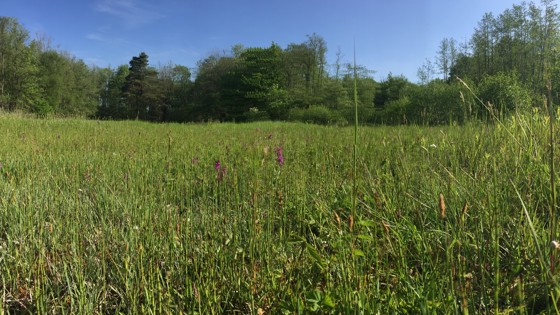 graslandschap met bomen op achtergrond