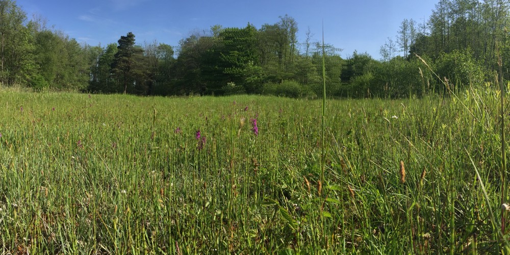 graslandschap met bomen op achtergrond