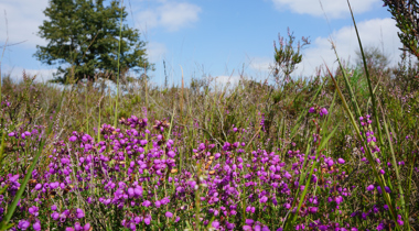 gras met paarse bloemen erin