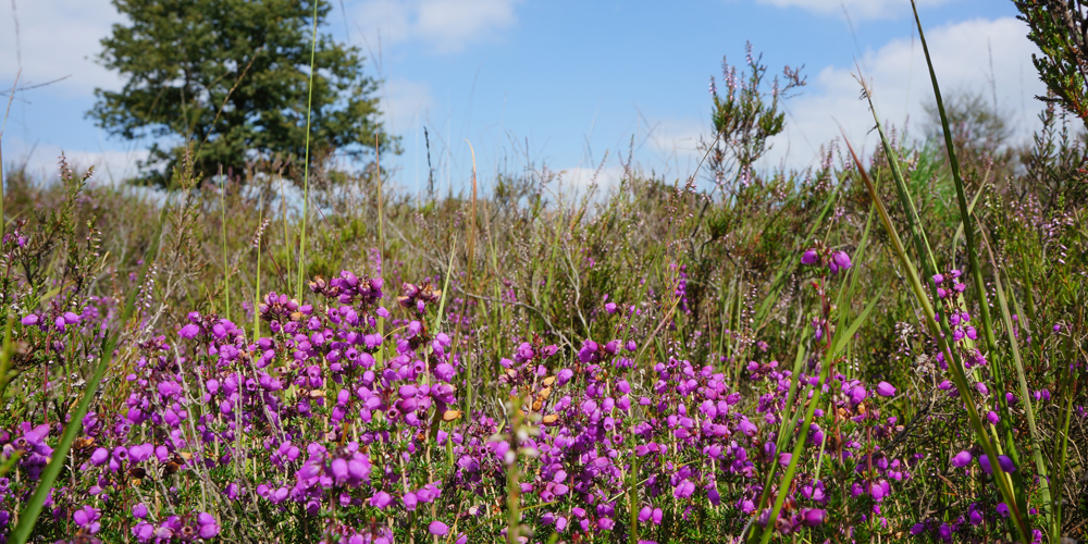 gras met paarse bloemen erin