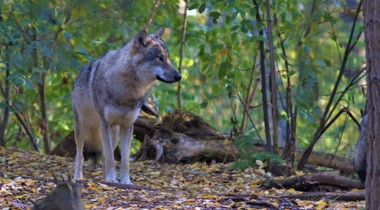 Foto:  © Mark Zekhuis