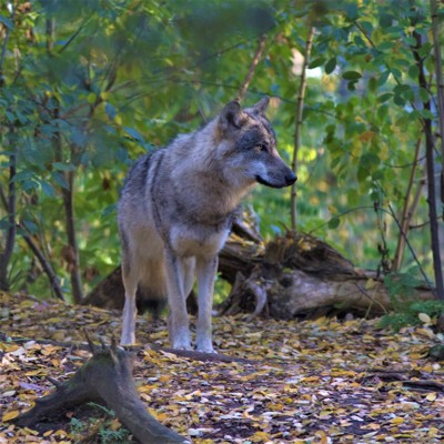 Een solitaire wolf op de Sallandse Heuvelrug. Foto:  © Mark Zekhuis