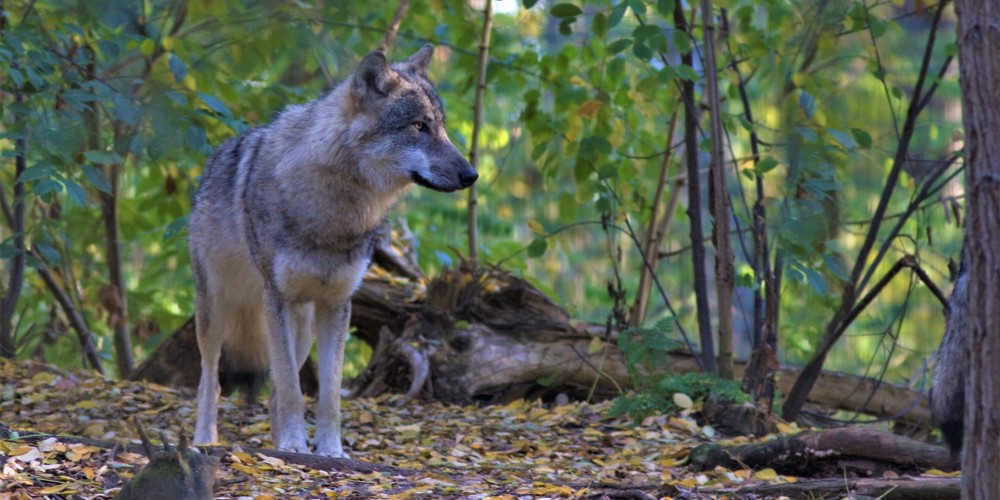 Een solitaire wolf op de Sallandse Heuvelrug. Foto:  © Mark Zekhuis