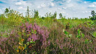 heide planten en andere planten in natuurgebied Aamsveen