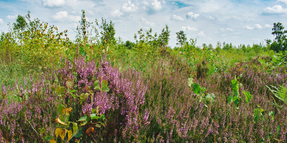 heide planten en andere planten in natuurgebied Aamsveen