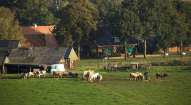 Een kudde koeien graast in een groene weide voor boerderijen en bomen, met enkele mensen op de achtergrond.
