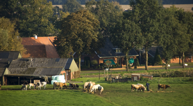 Een kudde koeien graast in een groene weide voor boerderijen en bomen, met enkele mensen op de achtergrond.