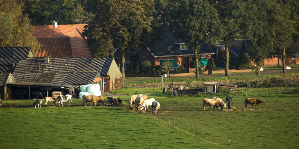 Een kudde koeien graast in een groene weide voor boerderijen en bomen, met enkele mensen op de achtergrond.