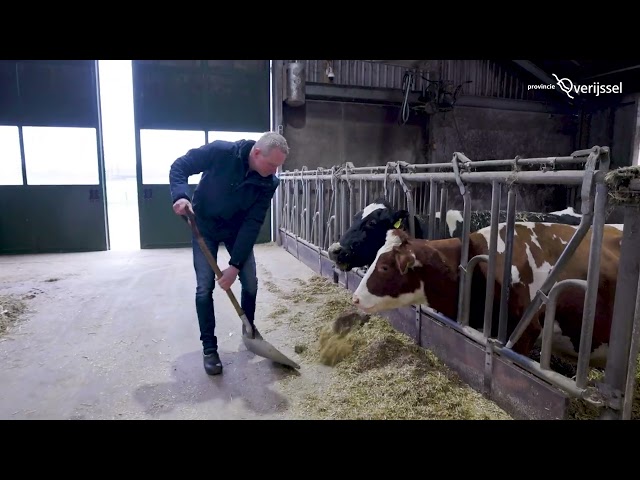 Man schept hooi in stal met koeien
