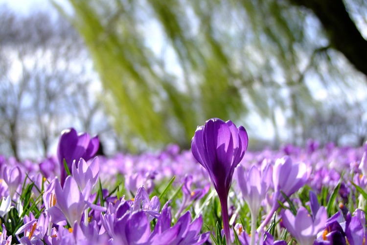 De Groene Karavaan: Excursie Start de Lente bij de Beerze Bulten