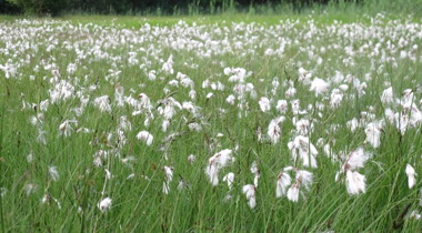 weiland vol met slank wollegras