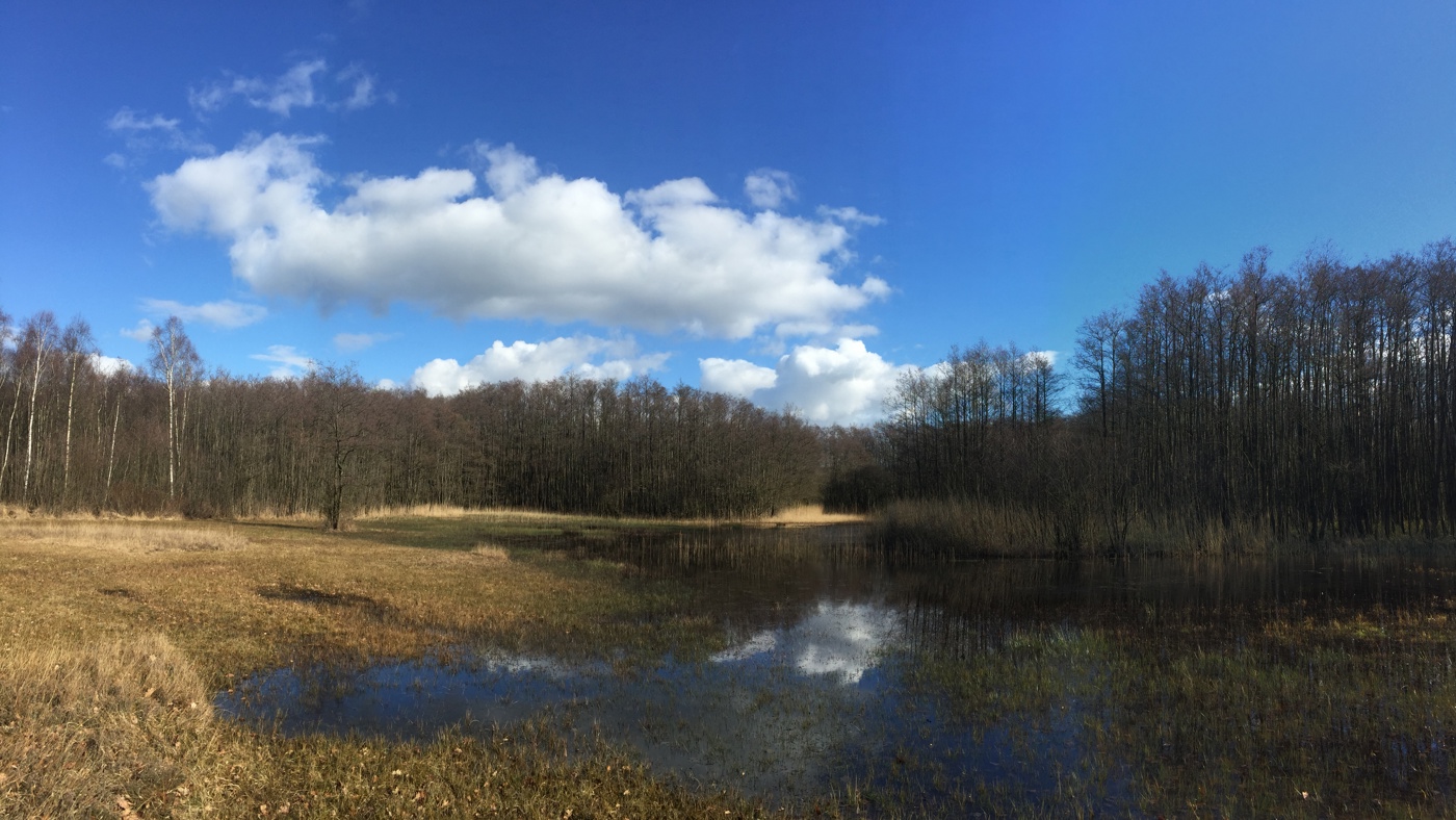 Weiland met water plassen en bos op achtergrond