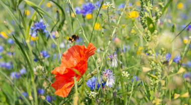 hoog gras met paarse, gele en rode bloemen