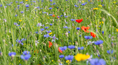 hoog gras met paarse, gele en rode bloemen