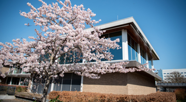 Detailopname van het provinciehuis met een bloeiende boom
