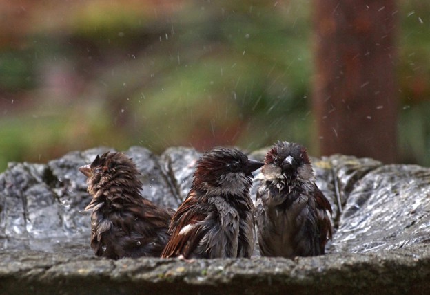 Badende huismussen - fotograaf Hans Dekker