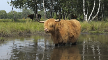 Schotse hooglander in een plas met water met omringd door bomen met twee andere schotse hooglanders ertussen