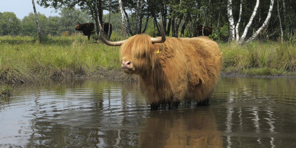 Schotse hooglander in een plas met water met omringd door bomen met twee andere schotse hooglanders ertussen