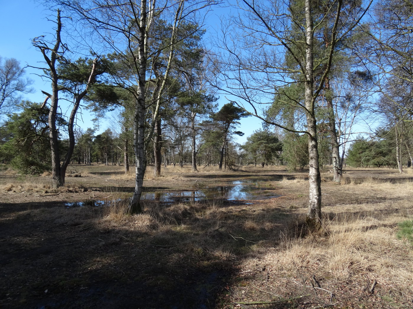 landschap tussen bomen met water