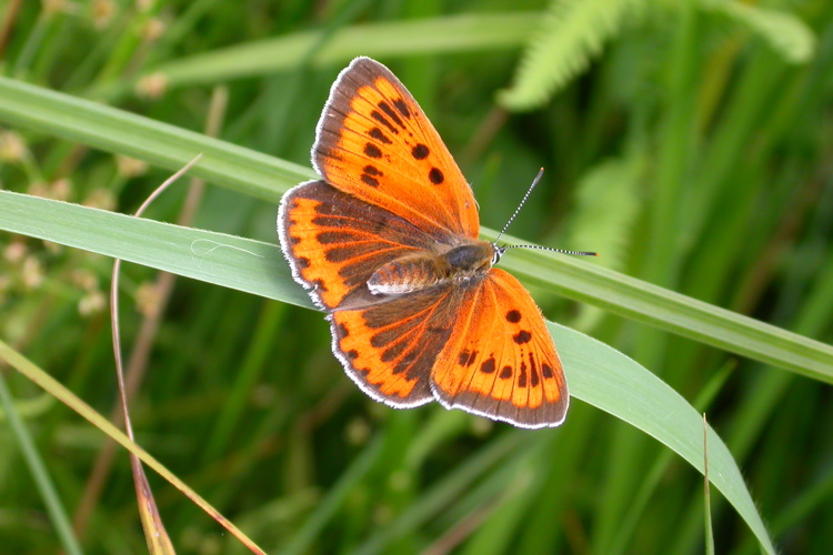 Inloopbijeenkomst herzien Natura 2000-beheerplan en Natuurdoelanalyse De Wieden en Weerribben - 17 s