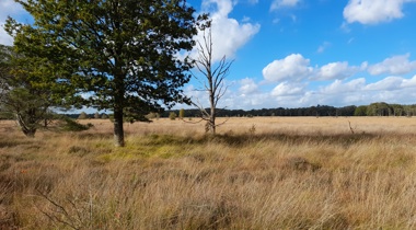 Bomen in weiland