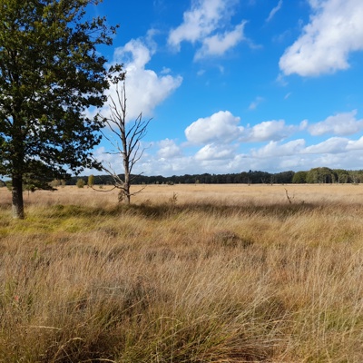 Bomen in weiland
