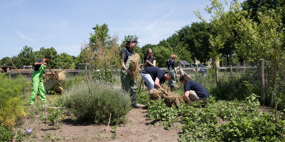 mensen werken gezamenlijk in een tuin