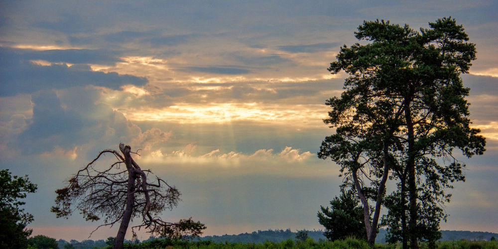 Landschap met bomen