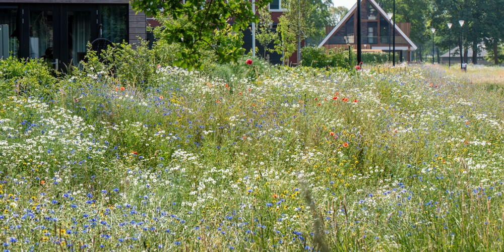 Bloemrijke wadi in woonwijk