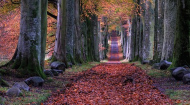 hogo bomen met roodoranje bladeren en een breed pad ertussen
