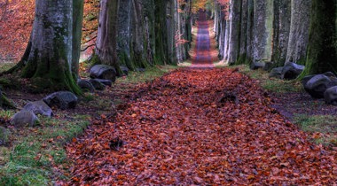 hogo bomen met roodoranje bladeren en een breed pad ertussen