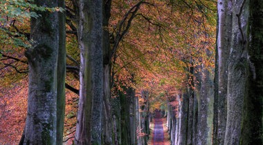 hogo bomen met roodoranje bladeren en een breed pad ertussen