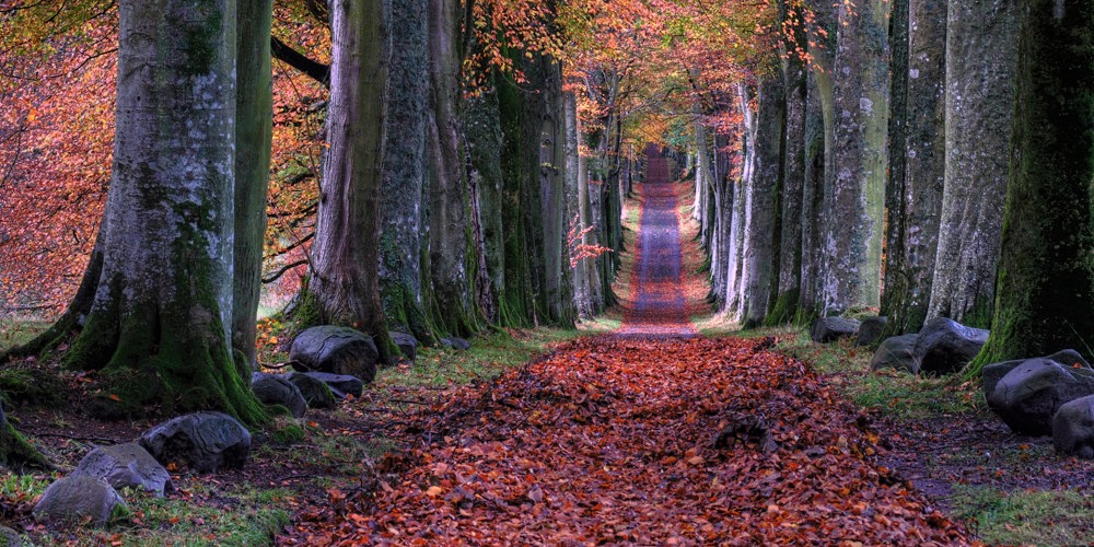 hogo bomen met roodoranje bladeren en een breed pad ertussen