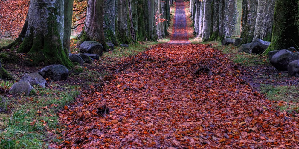 hogo bomen met roodoranje bladeren en een breed pad ertussen