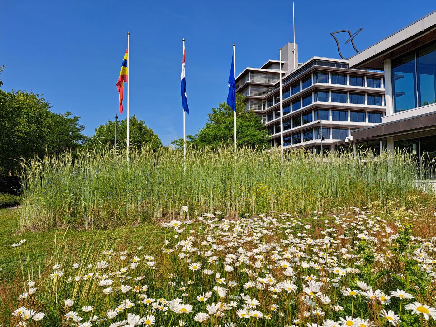Planten en bloeiende margrieten in de struintuin voor het provinciehuis in Zwolle