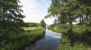 Natuur in de Weerribben